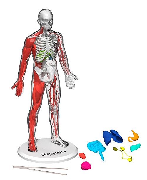 Discovery #MINDBLOWN CLOSEOUT 3D Human Anatomy 28-Piece Biology Model All Toys